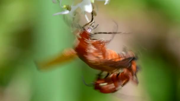 Pair Soldier Beetle Copulation Їхня Латинська Назва Cantharis Livida — стокове відео