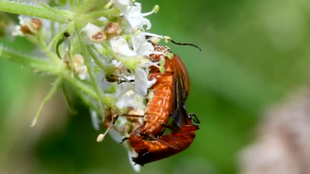 Par Besouro Soldado Cópula Seu Nome Latino Cantharis Livida — Vídeo de Stock