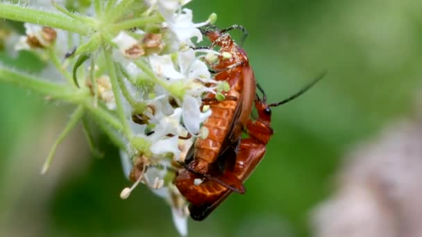 Pareja Escarabajo Soldado Cópula Nombre Latín Cantharis Livida — Vídeos de Stock