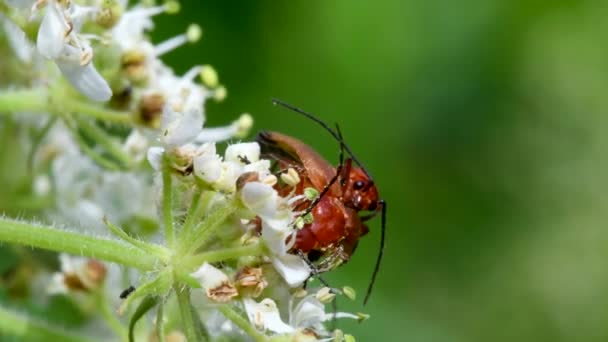 Пара Солдатских Жуков Совокуплении Латинское Имя Cantharis Livida — стоковое видео