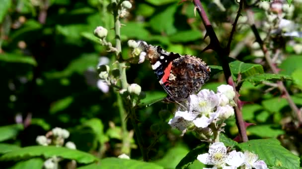 Close Film Von Red Admiral Auf Brombeerblüten Sein Lateinischer Name — Stockvideo