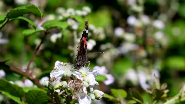 Close Movie Red Admiral Blackberry Flowers His Latin Name Vanessa — Stock Video