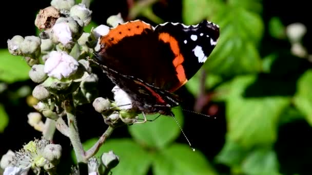 Close Film Von Red Admiral Auf Brombeerblüten Sein Lateinischer Name — Stockvideo