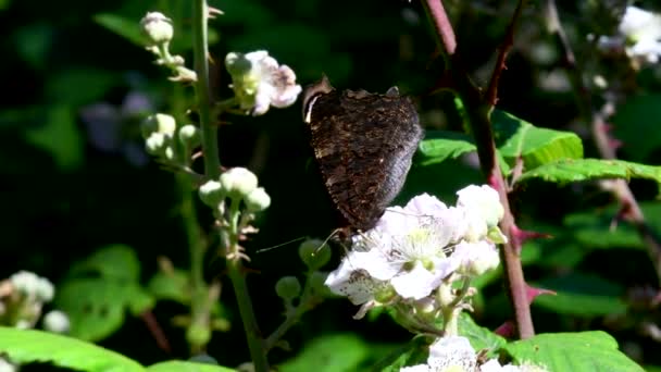 Nahaufnahme Film Von Pfau Schmetterling Auf Brombeerblüten Sein Lateinischer Name — Stockvideo