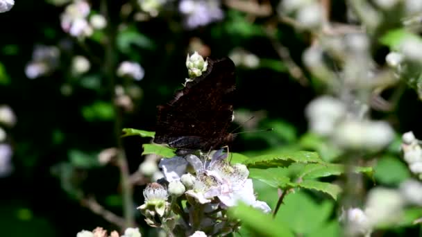 ブラックベリーの花に孔雀蝶の映画を閉じます ラテン語名はAglais — ストック動画