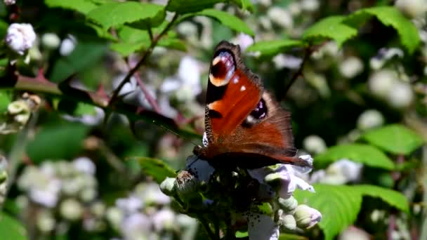 Close Film Van Peacock Vlinder Braambessen Bloemen Zijn Latijnse Naam — Stockvideo