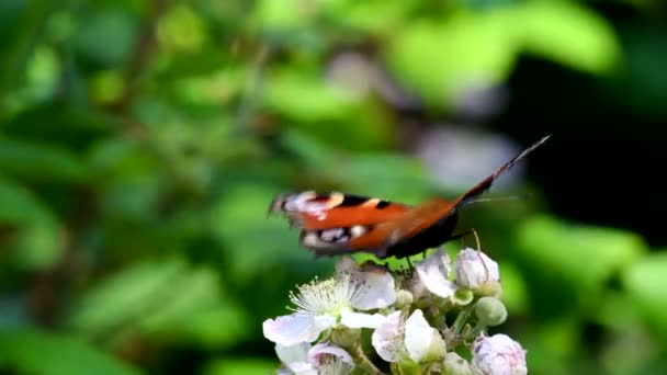 Close Movie Peacock Butterfly Blackberry Flowers His Latin Name Aglais — Stock Video