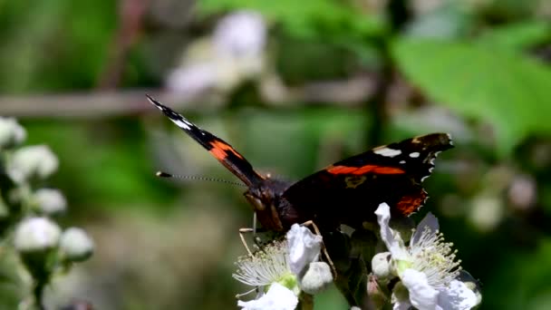 Zblízka Film Red Admiral Ostružinových Květinách Vanessa Atalanta — Stock video