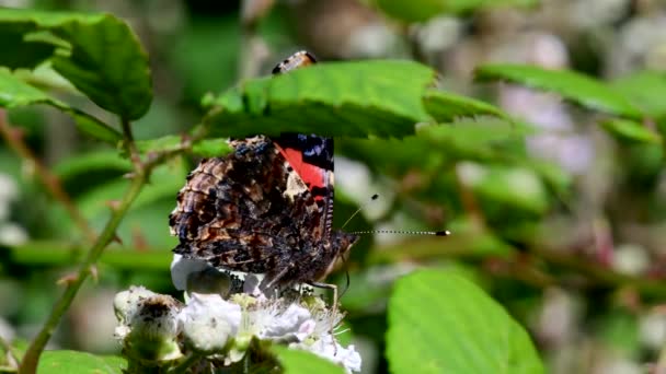 红上将瓦妮莎 阿塔兰塔在黑莓花上的特写影片 — 图库视频影像