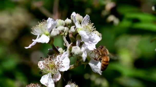 Zachodnia Pszczoła Miodna Lub Europejska Pszczoła Miodna Kwiatach Jeżyny Jej — Wideo stockowe