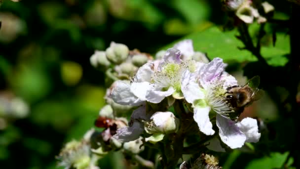 欧米のミツバチやヨーロッパのミツバチブラックベリーの花です ラテン語名はApis Mellifera — ストック動画
