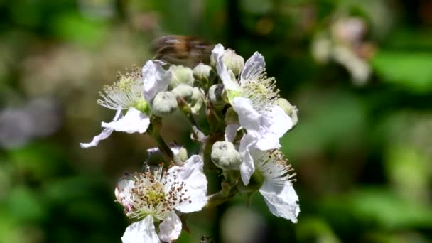 Western Honey Bee Eller European Honey Bee Björnbärsblommor Hennes Latinska — Stockvideo