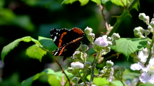 ブラックベリーの花に赤提督の映画を閉じる Vanessa Atalanta — ストック動画