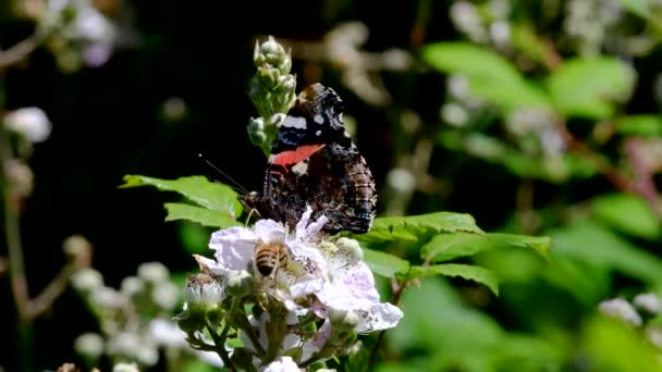 Close Film Van Red Admiral Honey Bee Braambessenbloemen Zijn Latijnse — Stockvideo