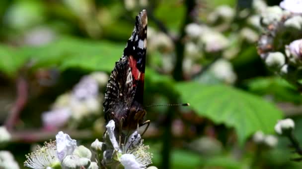 Película Cerca Del Almirante Rojo Sobre Flores Mora Vanessa Atalanta — Vídeo de stock