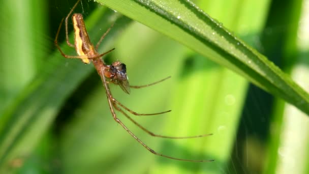 Gölge Germe Örümceği Uzun Çeneli Küre Dokumacı Avını Ağda Yer — Stok video