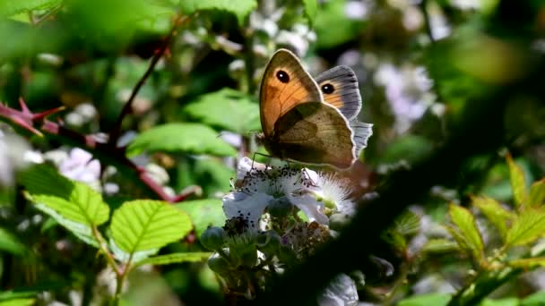 Close Film Von Meadow Brown Schmetterling Auf Brombeerblüten Sein Lateinischer — Stockvideo