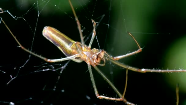 Shadow Stretch Spider Tejedor Orbe Mandíbulas Largas Come Presas Una — Vídeo de stock