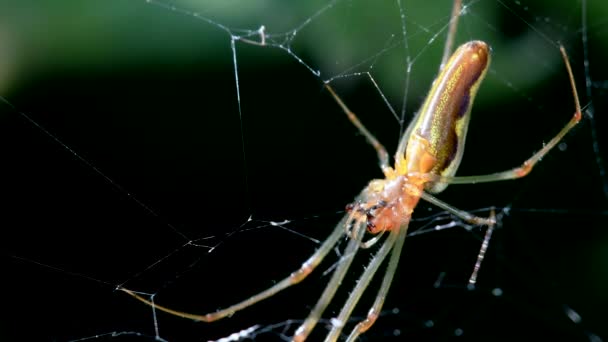 Stínový Pavouk Dlouhými Čelistmi Pojídá Kořist Pavučině Jeho Latinské Jméno — Stock video