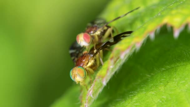 Mosca Mineração Folhas Aipo Mosca Aipo Mosca Asa Retrato Erva — Vídeo de Stock