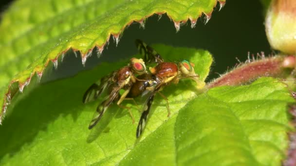 Mosca Mineração Folhas Aipo Mosca Aipo Mosca Asa Retrato Erva — Vídeo de Stock