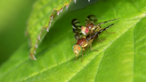 Mosca Mineração Folhas Aipo Mosca Aipo Mosca Asa Retrato Erva — Vídeo de Stock