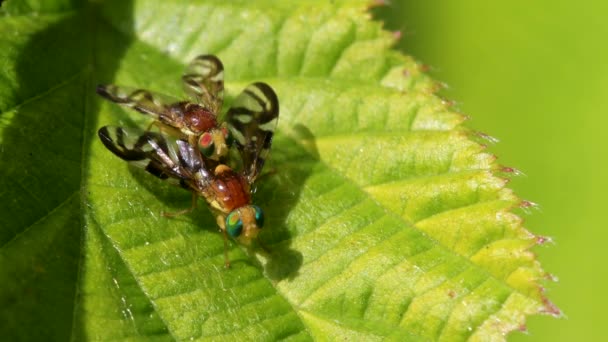 Celery Leaf Mining Fly Celery Fly Hogweed Picture Wing Fly — Stock video