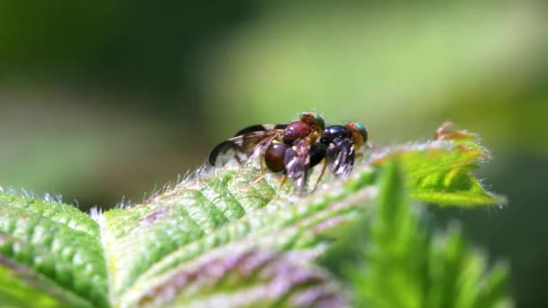 Mosca Mineração Folhas Aipo Mosca Aipo Mosca Asa Retrato Erva — Vídeo de Stock