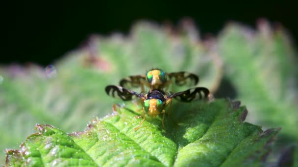 Zeller Levél Bányászat Légy Zeller Légy Hogweed Picture Wing Fly — Stock videók