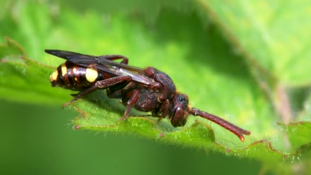 Желтоплечий Nomad Bee Nomada Ferruginata Листе — стоковое видео