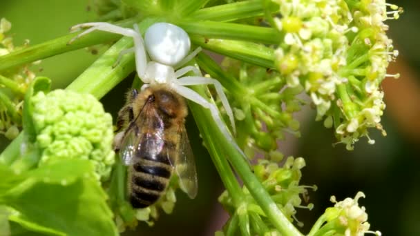 Raubtier Und Beute Blumenkrabbenspinne Misumena Vatia Mit Honigbiene Auf Einer — Stockvideo