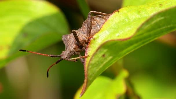 Dock Bug Dock Leaf Bug Coreus Marginatus — Stock Video