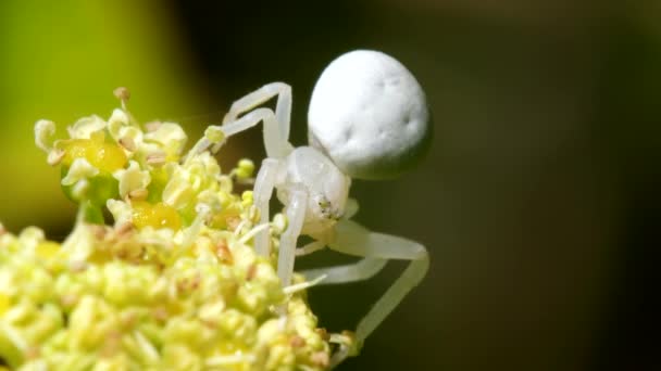 Araña Cangrejo Flor Misumena Vatia Una Flor — Vídeos de Stock