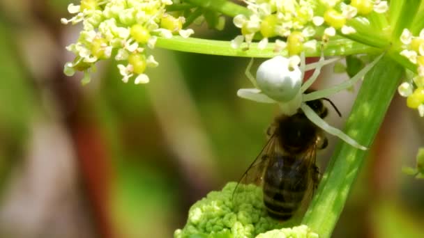 Raubtier Und Beute Blumenkrabbenspinne Misumena Vatia Mit Honigbiene Auf Einer — Stockvideo