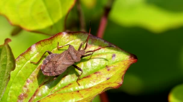 Bug Quai Bug Feuille Quai Coreus Marginatus — Video