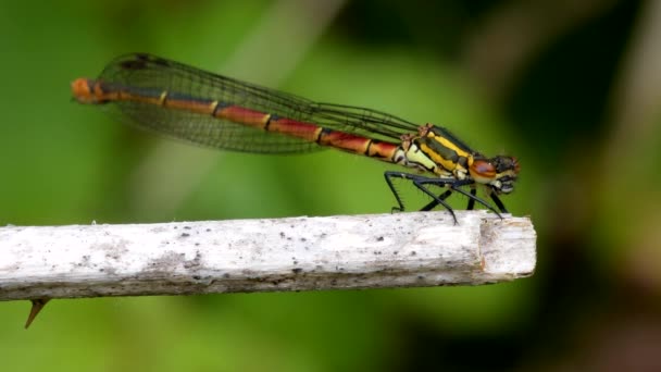 Amplia Damselfly Roja Pirrosoma Ninfófila Hábitat — Vídeo de stock