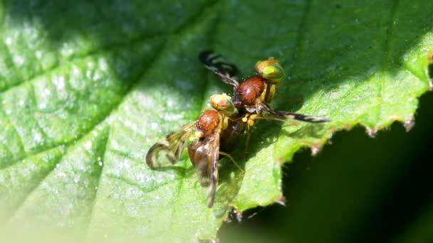 Mosca Mineração Folhas Aipo Mosca Aipo Mosca Asa Retrato Erva — Vídeo de Stock