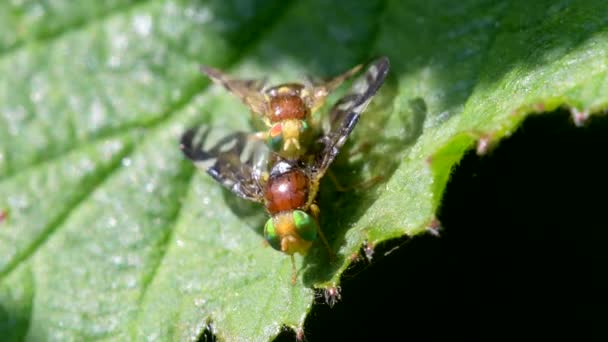 Mosca Minería Hoja Apio Mosca Del Apio Mosca Hogweed Picture — Vídeos de Stock