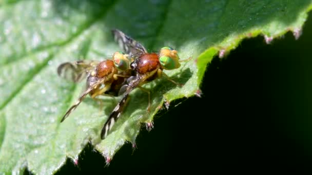 芹菜叶子挖掘苍蝇 芹菜苍蝇 霍格沃什画翼苍蝇 交配时成对 — 图库视频影像