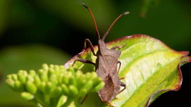 Bug Quai Bug Feuille Quai Coreus Marginatus — Video