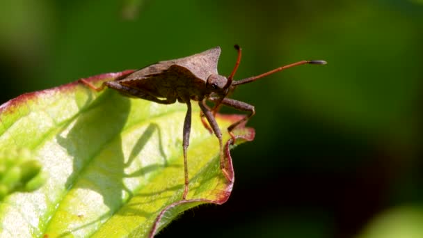 Bug Lub Bug Liści Doku Coreus Marginatus — Wideo stockowe