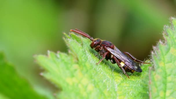 Żółtobarkowy Nomad Bee Nomada Ferruginata Liściu — Wideo stockowe