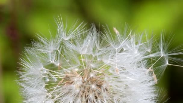 Karahindiba Tohumu Taraxacum Officinale — Stok video