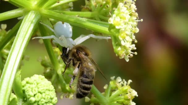 Ragadozó Préda Virág Rák Pók Misumena Vatia Mézelő Méhecskével Virágon — Stock videók