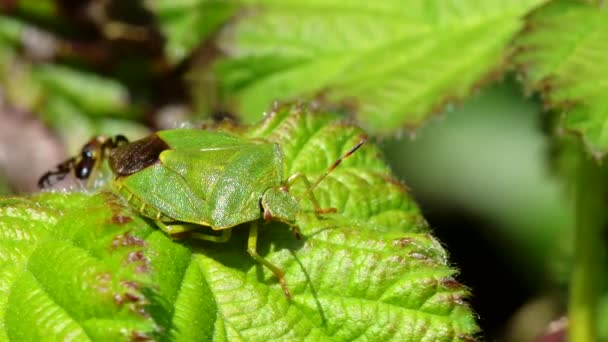 Groene Schildwants Gewone Groene Schildwants Palomena Prasina Blad — Stockvideo