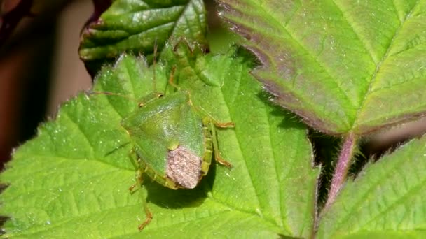 Green Shield Bug Common Green Shidbug Palomena Sina Leaf — стоковое видео