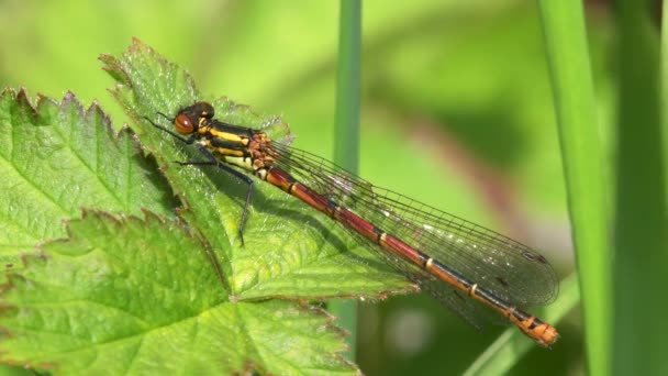 Damselfly Vermelho Grande Ninfula Pyrhosoma Habitat — Vídeo de Stock