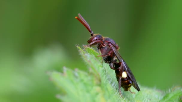 Gelbschulter Nomadenbiene Nomada Ferruginata Auf Einem Blatt — Stockvideo