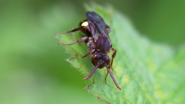 Ape Nomade Dalle Spalle Gialle Nomada Ferruginata Foglia — Video Stock