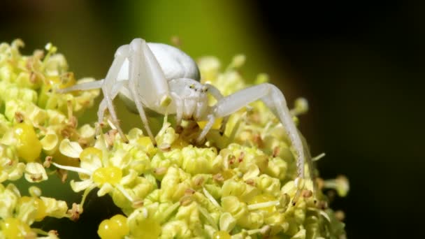 Aranha Caranguejo Flor Misumena Vatia Uma Flor — Vídeo de Stock